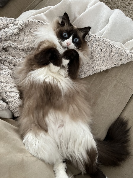 Entry image for Monty. Clicking this image will show a larger photo