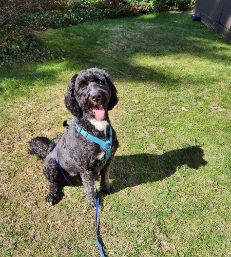 Entry image for Leia. Clicking this image will show a larger photo