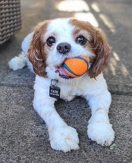 Entry image for Tate. Clicking this image will show a larger photo