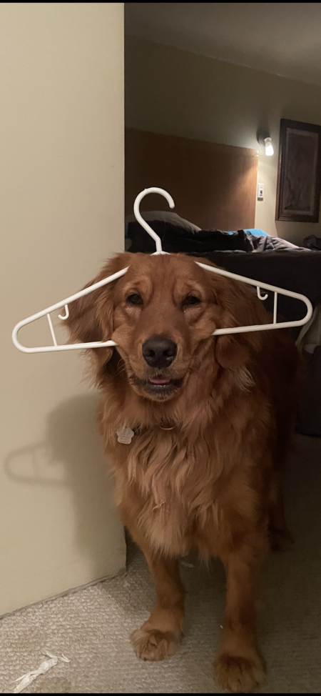 Entry image for Barkley. Clicking this image will show a larger photo