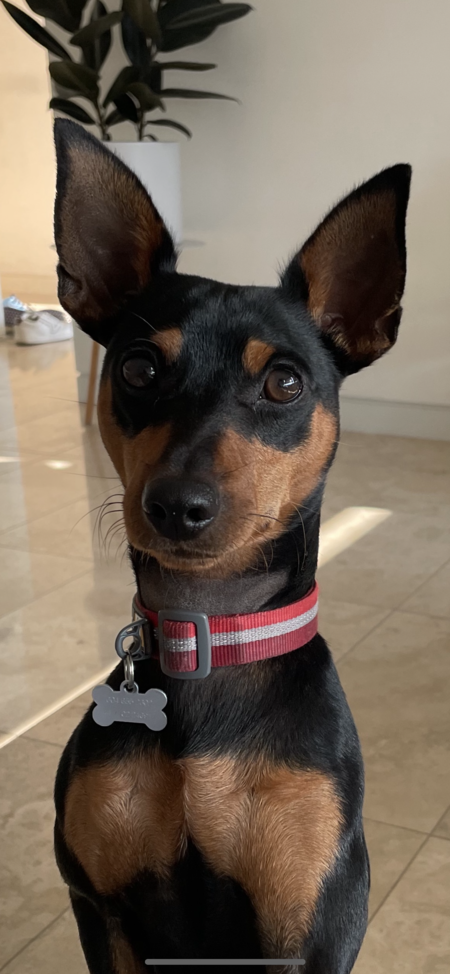 Entry image for Moishe . Clicking this image will show a larger photo