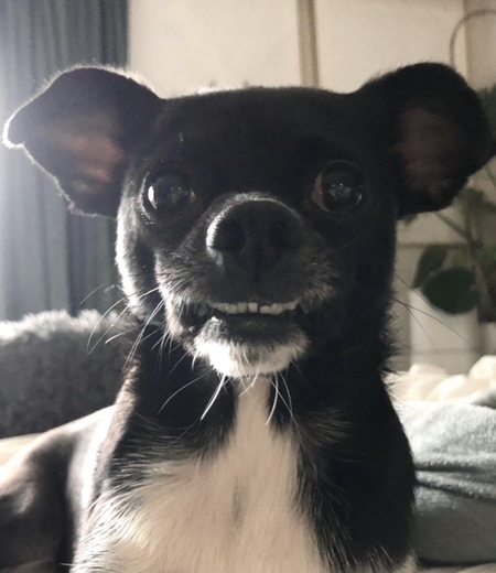 Entry image for Izzy. Clicking this image will show a larger photo