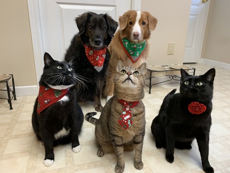 Entry image for Wylee Kaylee Stryder Pippin Arwen. Clicking this image will show a larger photo