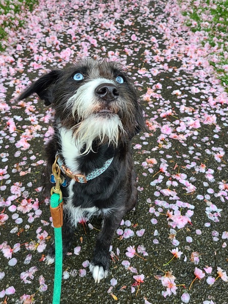 Entry image for Nori Doggles. Clicking this image will show a larger photo