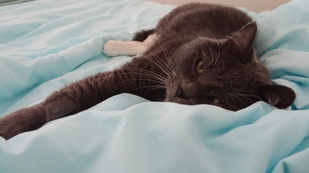 Entry image for Stella. Clicking this image will show a larger photo