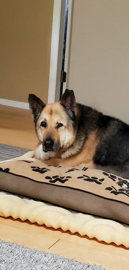 Entry image for Rexy. Clicking this image will show a larger photo