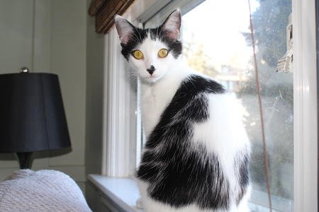 Entry image for Ginny. Clicking this image will show a larger photo