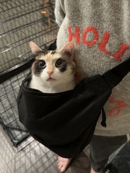 Entry image for Miso. Clicking this image will show a larger photo