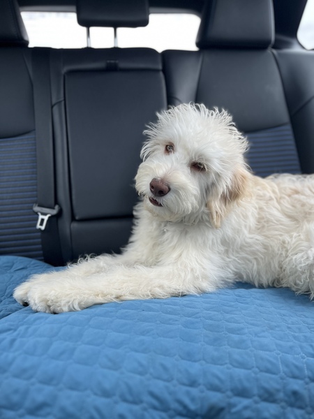 Entry image for Theo. Clicking this image will show a larger photo