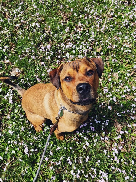 Entry image for Nemo the Boxweiler. Clicking this image will show a larger photo