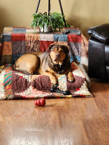 Entry image for Baxter. Clicking this image will show a larger photo