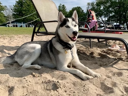 Entry image for Balto. Clicking this image will show a larger photo