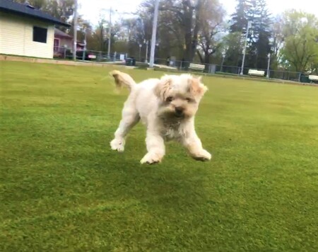 Entry image for Honey Bunny. Clicking this image will show a larger photo