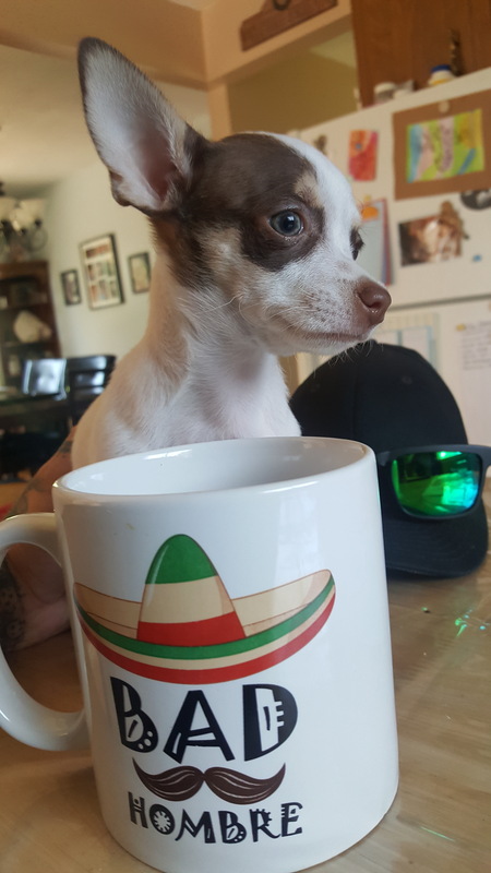 Entry image for Beau. Clicking this image will show a larger photo