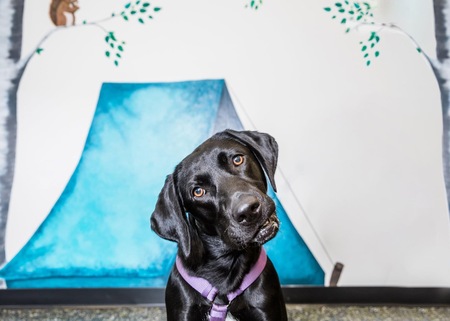 Entry image for Bunny. Clicking this image will show a larger photo