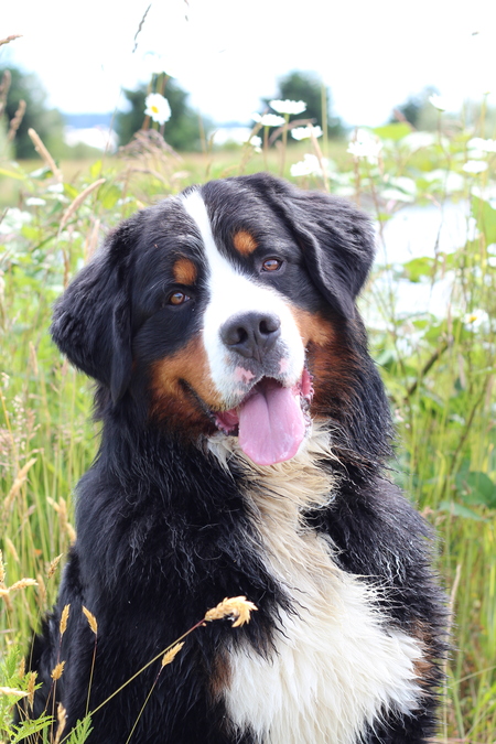 Entry image for Theodore . Clicking this image will show a larger photo