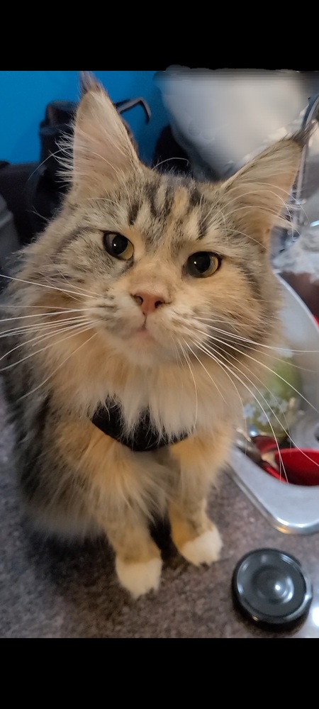 Fitty (the Fitness Kitty)