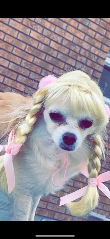 Entry image for Miss coco Chanel . Clicking this image will show a larger photo