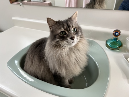 Entry image for Chester. Clicking this image will show a larger photo