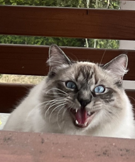 Entry image for Mandu. Clicking this image will show a larger photo