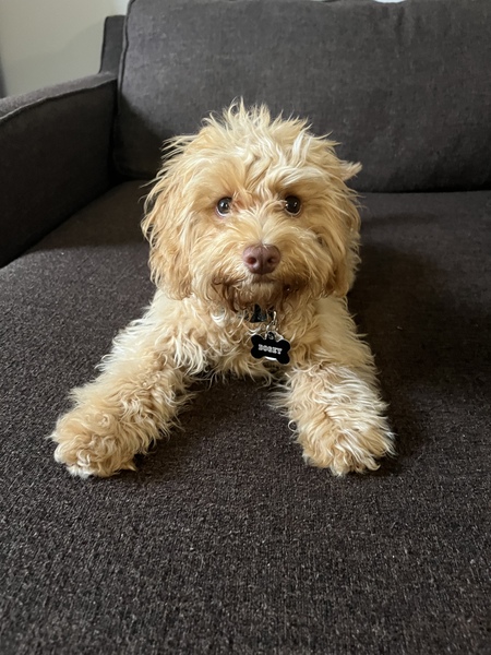 Entry image for Bogey . Clicking this image will show a larger photo