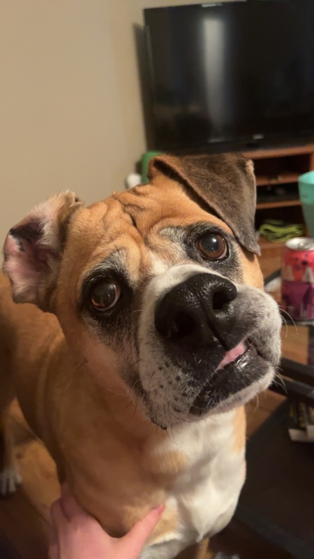 Entry image for Rocco. Clicking this image will show a larger photo