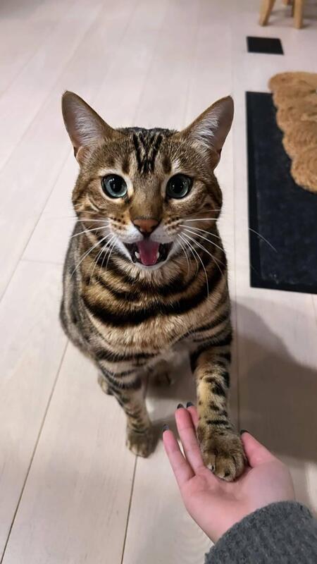 Entry image for Nori. Clicking this image will show a larger photo