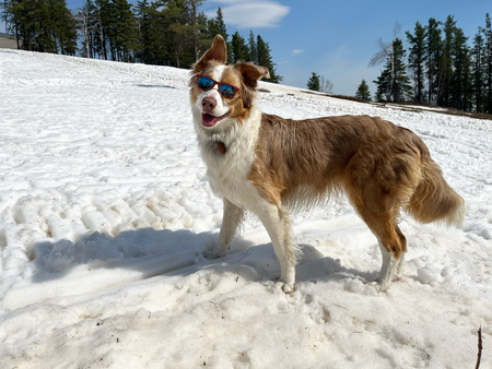 Entry image for Fynley. Clicking this image will show a larger photo