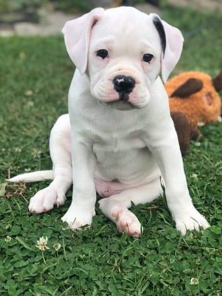 Entry image for Odin. Clicking this image will show a larger photo