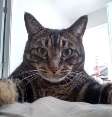 Entry image for Romeo. Clicking this image will show a larger photo