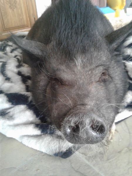 Entry image for Albert Einswine. Clicking this image will show a larger photo