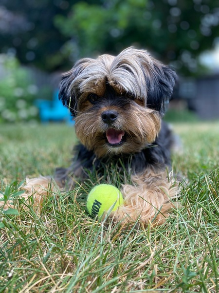 Entry image for Seamus. Clicking this image will show a larger photo