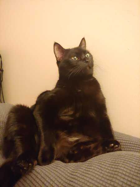 Entry image for Noir. Clicking this image will show a larger photo