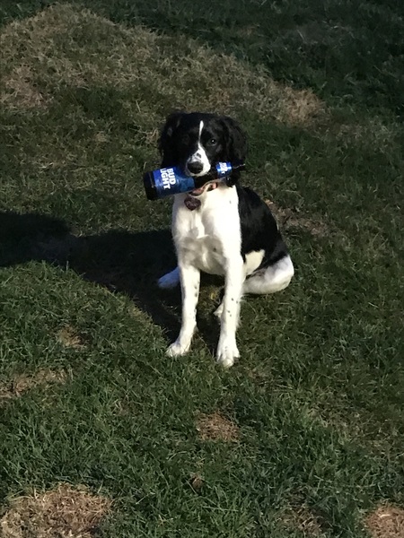 Entry image for Pixie. Clicking this image will show a larger photo