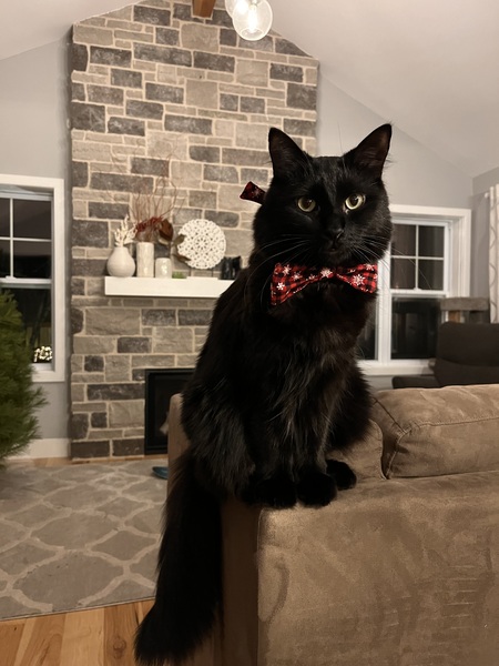 Entry image for Theo. Clicking this image will show a larger photo