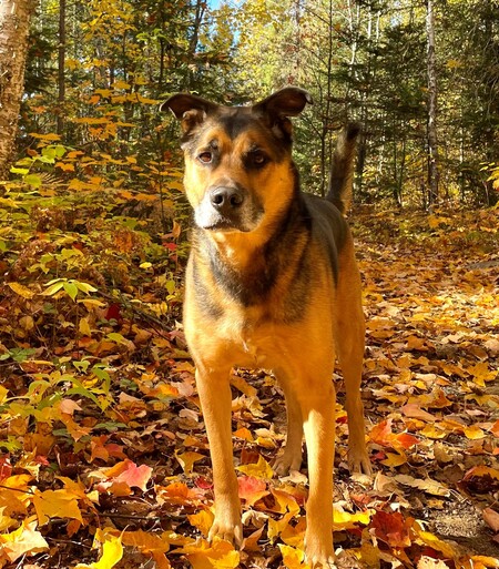 Entry image for Molsie. Clicking this image will show a larger photo