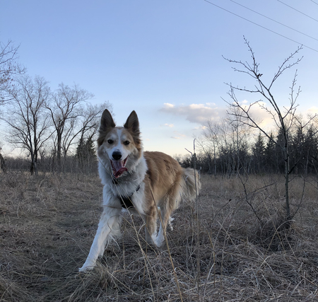 Entry image for Finnegan. Clicking this image will show a larger photo