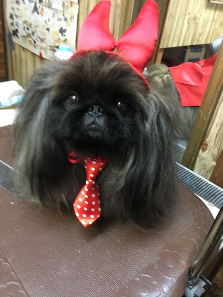 Entry image for Mr Ming. Clicking this image will show a larger photo