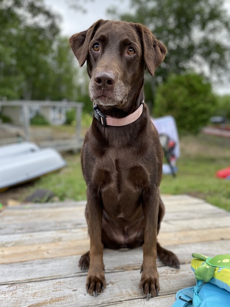 Entry image for Stella. Clicking this image will show a larger photo