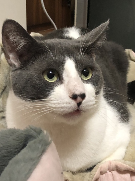 Entry image for Silver. Clicking this image will show a larger photo