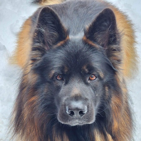 Entry image for Viktor. Clicking this image will show a larger photo