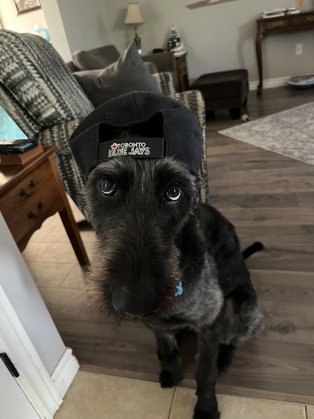 Entry image for Luna. Clicking this image will show a larger photo