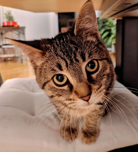 Entry image for Tofu. Clicking this image will show a larger photo