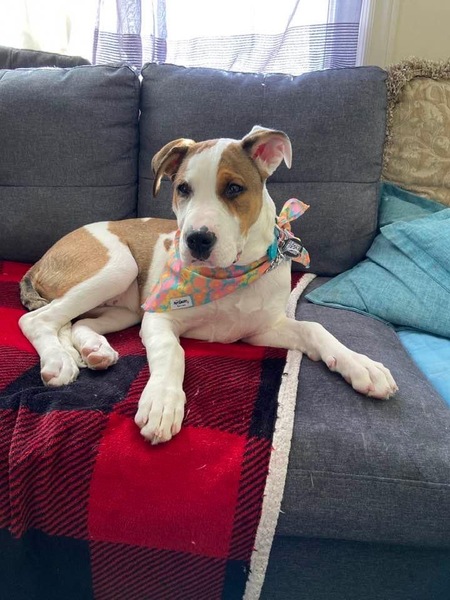 Entry image for Lola. Clicking this image will show a larger photo