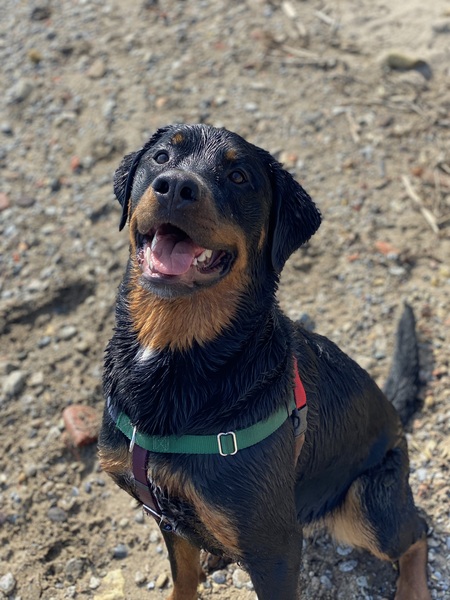 Entry image for Beans. Clicking this image will show a larger photo