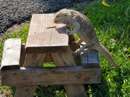 Entry image for RUSTLE. Clicking this image will show a larger photo