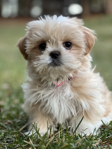 Entry image for Bailey. Clicking this image will show a larger photo