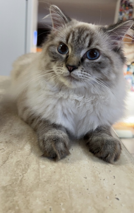 Entry image for Howl. Clicking this image will show a larger photo