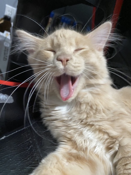 Entry image for Cheddar. Clicking this image will show a larger photo