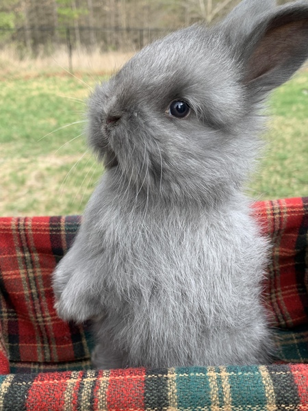 Entry image for Smokey Hollow’s Eva. Clicking this image will show a larger photo